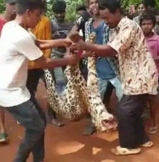 印度4男子性侵蜥蜴还拍片记录，公狗豹子等动物也被印度人下过手