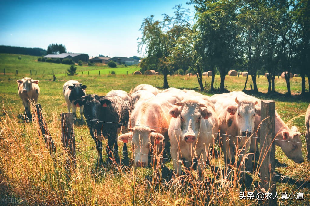 想在农村养牛，专门养殖的母牛，每年能够赚多少钱？