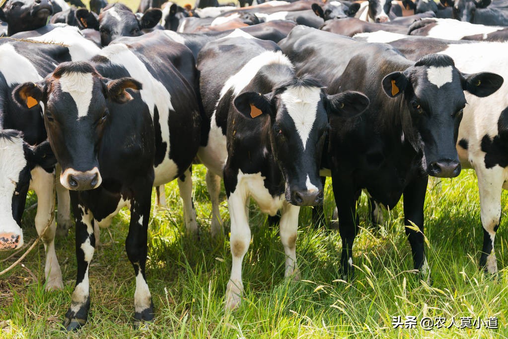 想在农村养牛，专门养殖的母牛，每年能够赚多少钱？