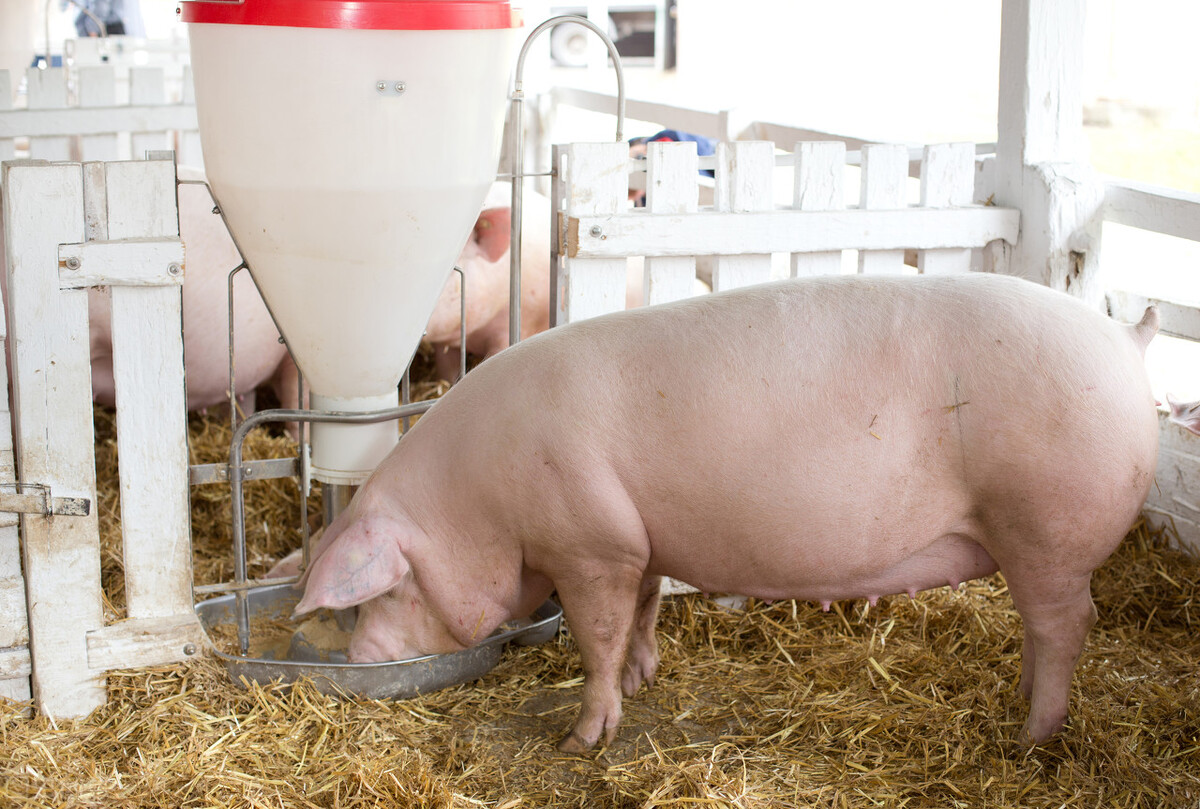 2022年将是猪市洗牌的一年，涉及10-100头母猪的散养户，怎么变？