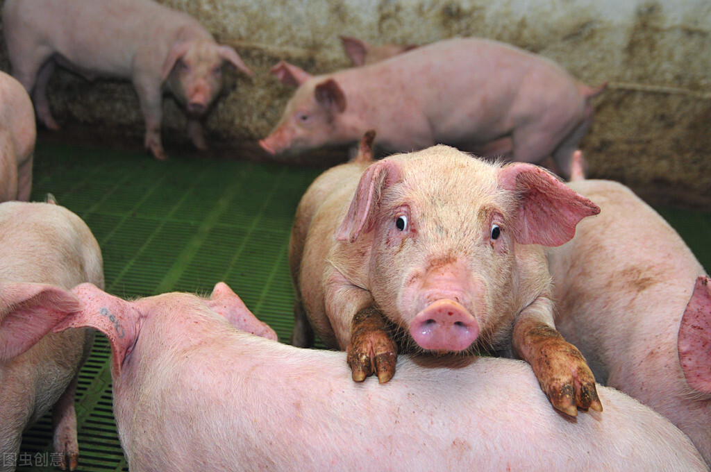 2022年将是猪市洗牌的一年，涉及10-100头母猪的散养户，怎么变？