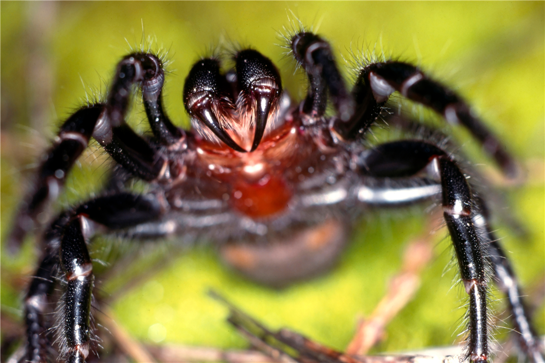 中国室内常见毒蜘蛛图片