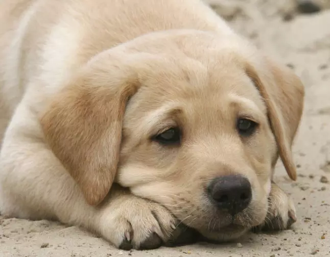 5、狗哭是什么征兆:白天听到狗哭是什么不好的征兆