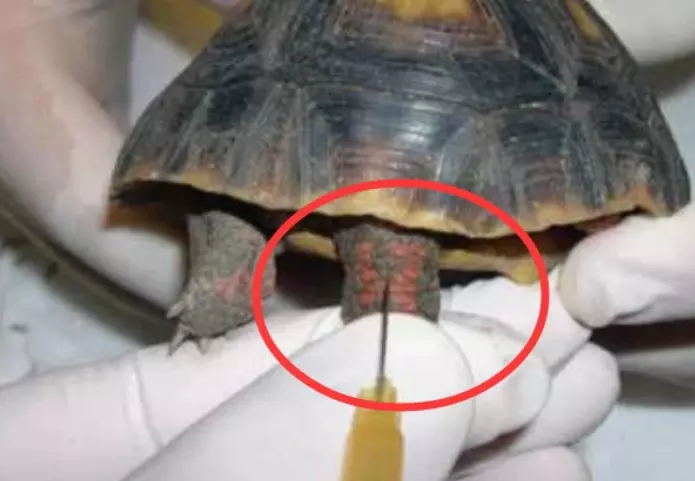 巴西龟刚死可以救活吗：乌龟死了还能救活吗