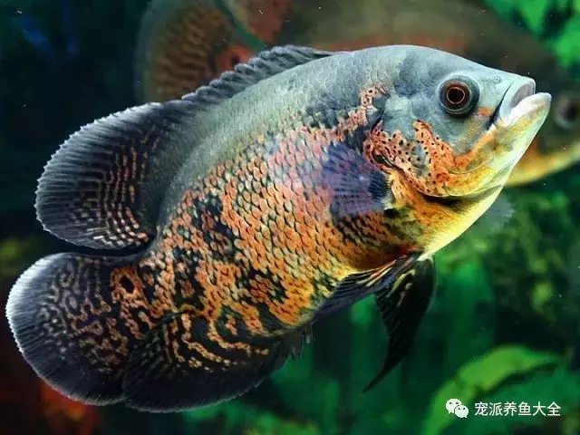 6、十大最聪明的观赏鱼:这些观赏鱼不仅好看而且聪明，你知道有哪些吗？