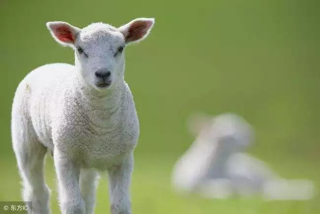 属羊今年虚岁多少岁了，羊今年多大岁数2022