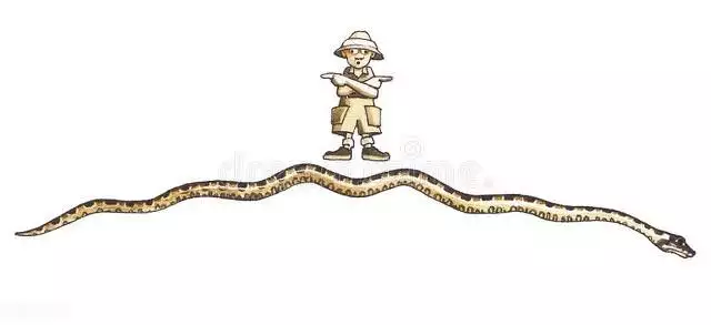 蛇一般长多少厘米，吉尼斯世界纪录蛇最长多少米