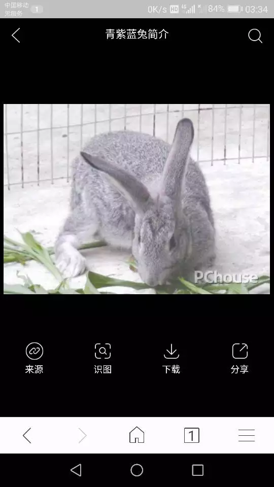 3、兔子年龄对照表:垂耳兔能长多大以及如何判断年龄