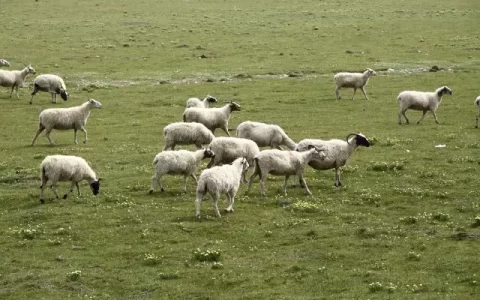 跟牛羊属相好的有哪些，牛羊生肖与什么相配最好
