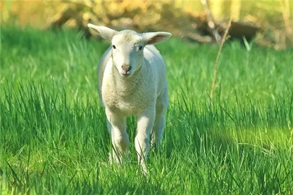 1、属羊的出生年月日查询:哪些年份属羊?