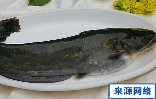 3、清江鱼与鲶鱼区别图:烤鱼用什么鱼好