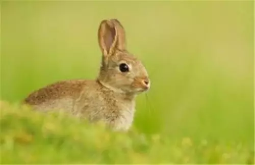 1、兔子的属相婚配:属兔子和什么相配好？