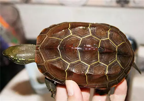 1、草龟品相排名:草龟能长多大?