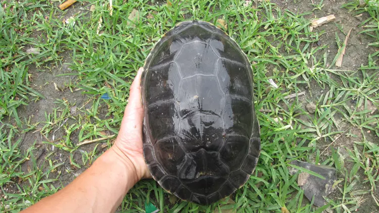 2、2斤以上中华草龟多少钱一只:两斤八两的中华草龟值多少钱