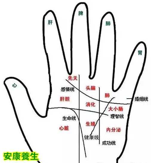 7、手掌哪条是婚姻线:手掌上哪条是生命线，哪条是爱情线啊?