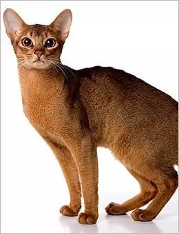 3、德国猫的品种:德国卷毛猫的介绍