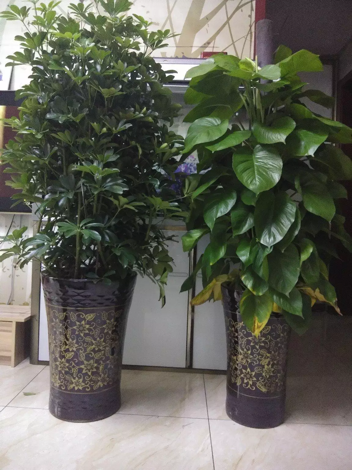 2、适合办公室的10大植物:最适合在办公室养的10种绿植是哪些