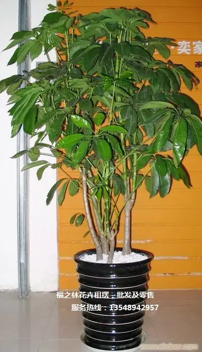 1、大叶招财植物:室内植物发财树等大叶树本该用什么样的肥料?该怎样施用?水该��