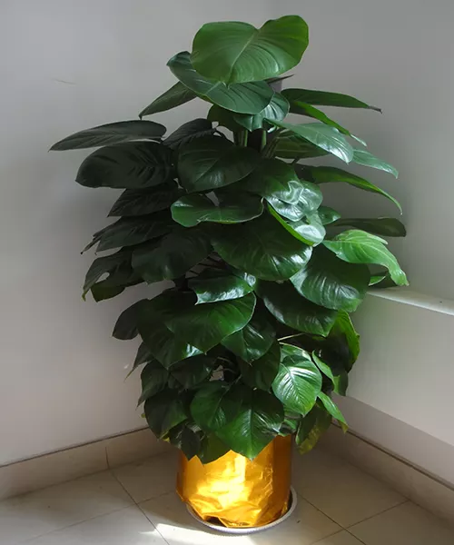 5、大叶招财植物:卧室里想养一些大叶子的植物，在风水上这样做有什么好处吗？