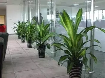 2、办公室适合养的大型绿植:办公室好养的大型植物有哪些