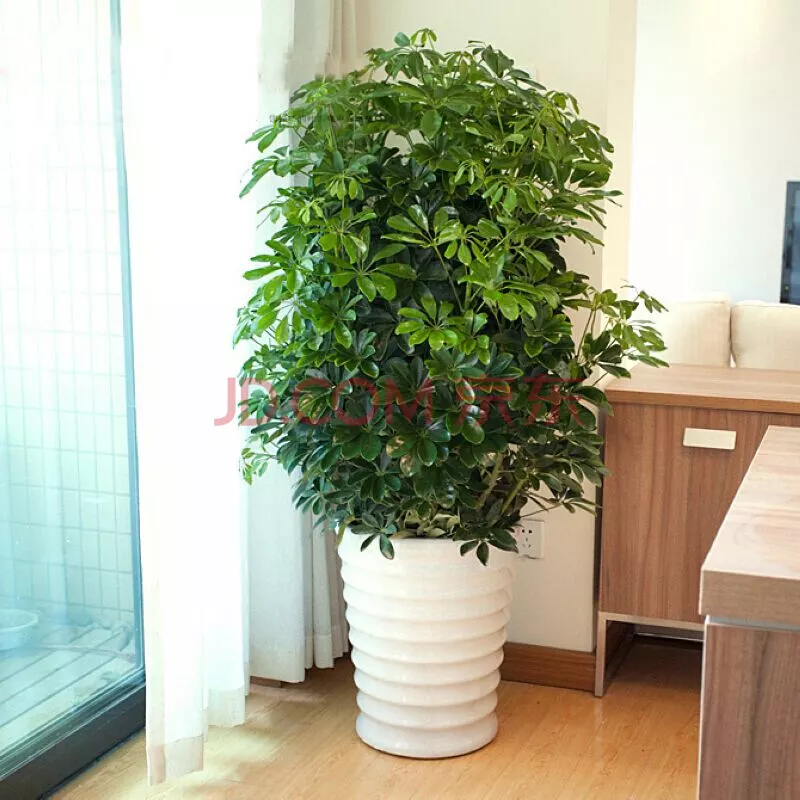 5、办公室适合养的大型绿植:什么花好养不死