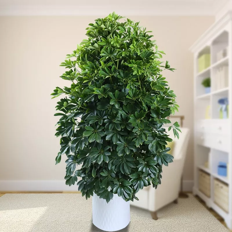 4、办公室适合养的大型绿植:室内喜阴大型植物有哪些