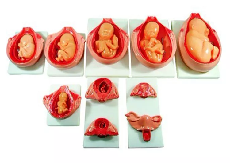 4、胎儿鉴别6大方法:胎儿性别鉴定方法有那种最准确？怎样鉴定胎儿性别最科学权威呢