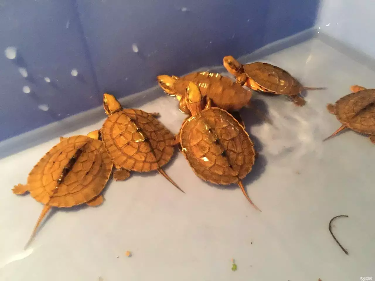 5、石金钱龟在家里怎么养:在家怎么养石龟