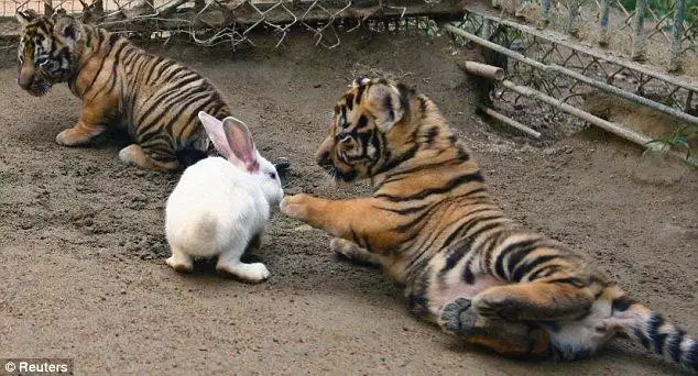 2、虎和兔在一起对谁不利:虎和兔在一起好吗？