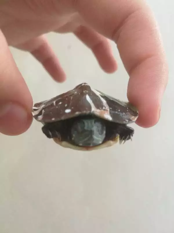 乌龟眼睛凹进去干枯了：我家的乌龟眼睛凹陷下去了，谁能救救我的乌龟!!!谢谢了