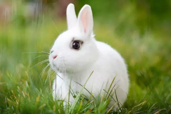 1、属兔和属兔的能婚配吗:属兔的人能与属兔的人婚配吗