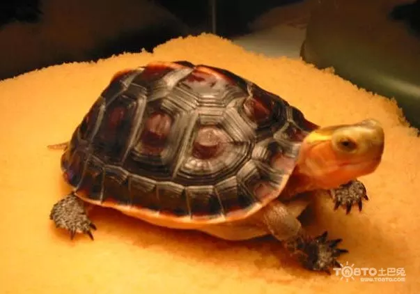 1、养黄缘龟吗:自家养一只人工黄缘龟吗
