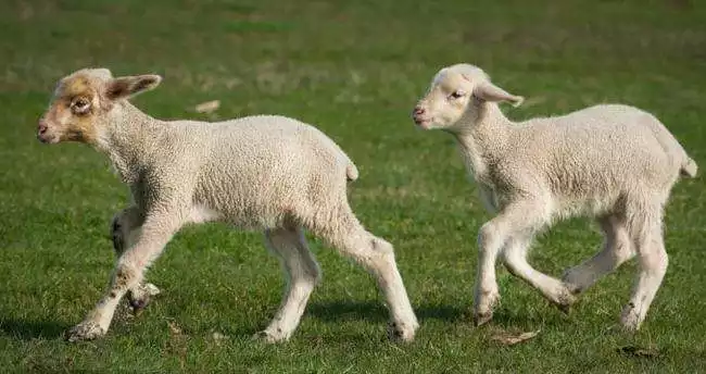 属羊1967年多大，1967年3月出生今年多大