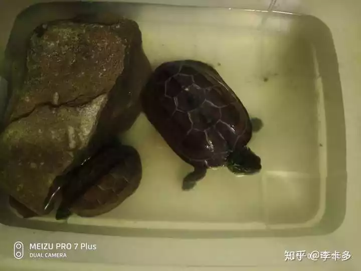 5、全面禁止养巴西龟:如何饲养巴西龟