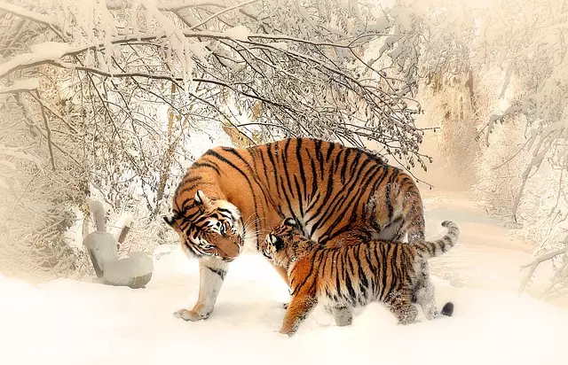 1、虎和虎姻缘合不合:虎和虎相配婚姻如何