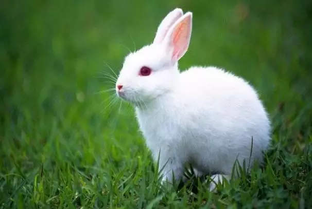 1、年为什么是黑兔年:黑兔是什么兔？