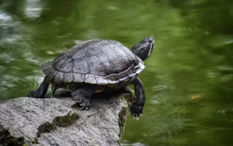 什么龟适合家养寿命长，家养乌龟寿命最长 比较好养的？推荐几种！主要是寿