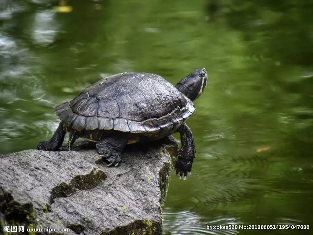 什么龟适合家养寿命长：买什么样的小乌龟寿命长，又好养？