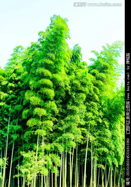 1、竹子图片大全图片:盆栽竹子都有什么品种及图片