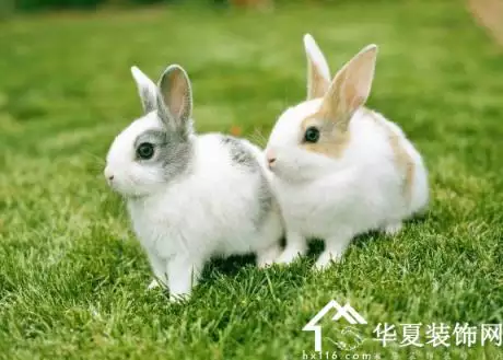 1、属兔人今年运势:属兔的人全年运势及运程和每月运程
