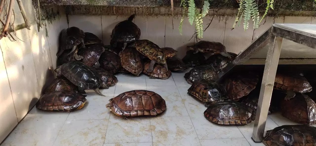 2、石金钱龟在家里怎么养:越南石龟养殖方法 越南石龟在家里怎么养