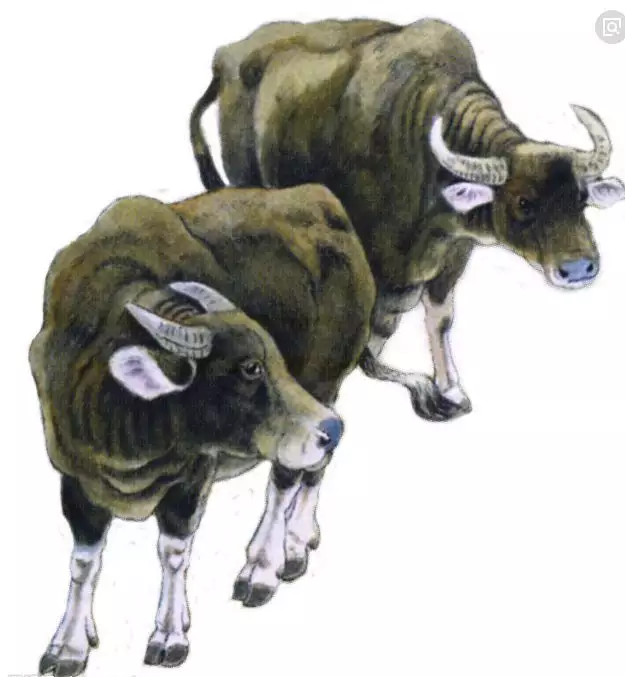 2、牛上牛下羊发威是什么生肖:十二生肖中牛上牛下有哪些生肖