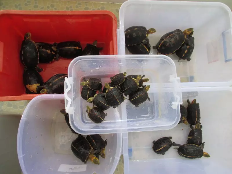 2、黄缘闭壳龟50元一只:闭壳龟多少钱一只，黄缘闭壳龟好养吗