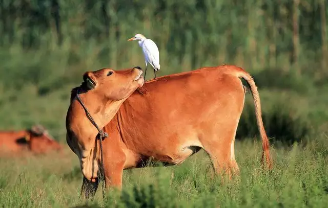 7、牛与牛配婚姻好不好:牛配牛婚姻怎么样