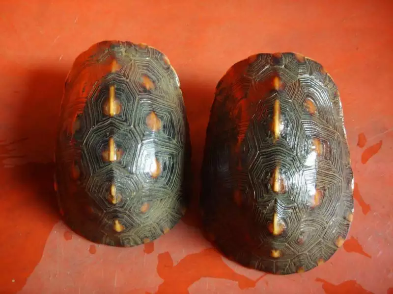 1、黄缘闭壳龟50元一只:一斤重的黄缘闭壳龟值多少钱？刚看到一只