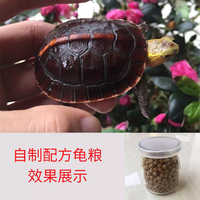 3、黄缘闭壳龟50元一只:龟多少钱一只，黄缘闭壳龟好养吗