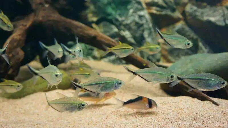4、十大养的小型观赏鱼:什么小型的观赏鱼好养？