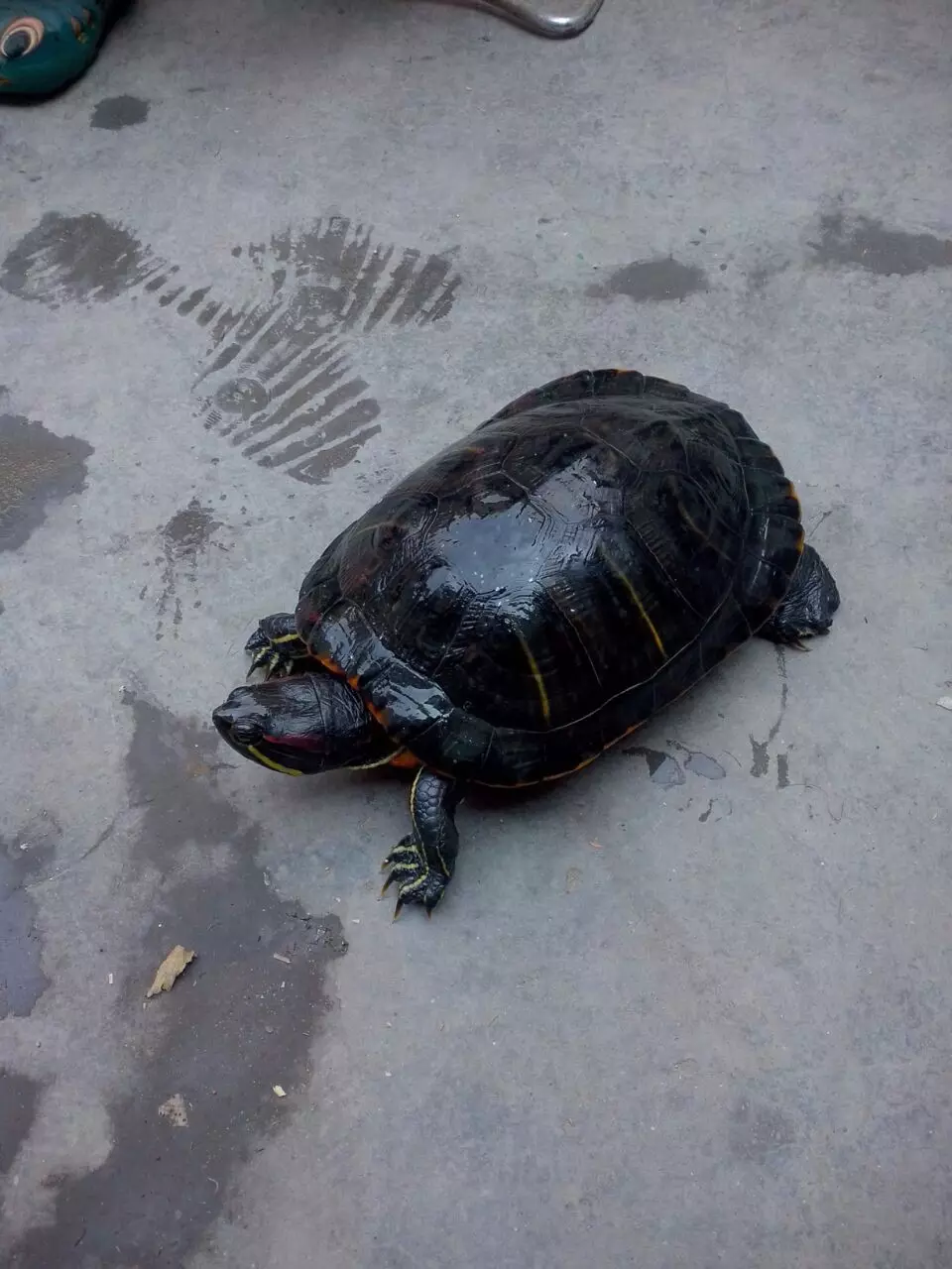 5、2斤以上中华草龟多少钱一只:一般二斤重以上的中华草龟能卖多少钱一斤