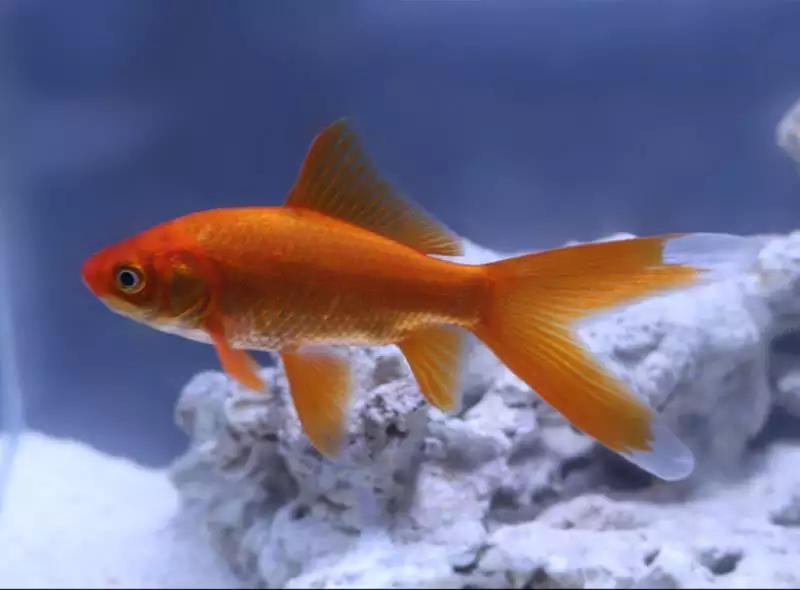 5、冷水观赏鱼大全品种:冷水鱼观赏鱼排行榜