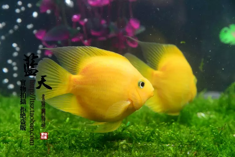 1、十大最聪明的观赏鱼:十大养的金鱼是什么？